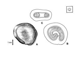   Seed, embryo:   Opuntia megacantha ; Illustration by L.E. Chandler or K. Parker, Gunn & Ritchie (1998)
